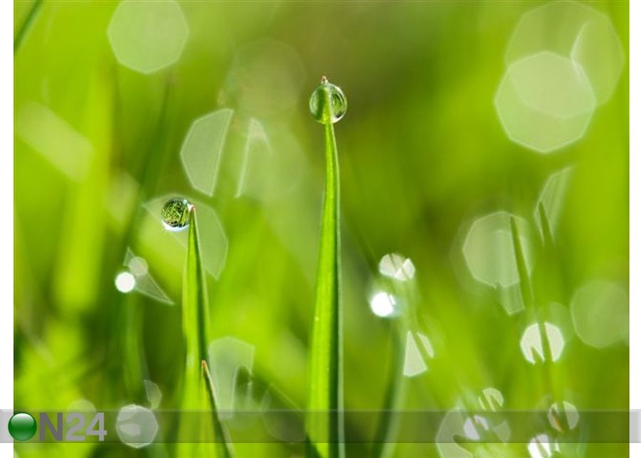 Taulu MORNING DEW DROPS 147x110 cm cm kuvasuurennos