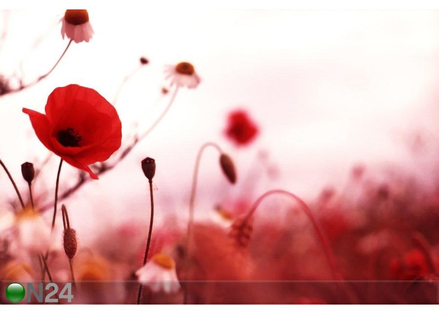 Taulu POPPY FIELD 178x120 cm kuvasuurennos