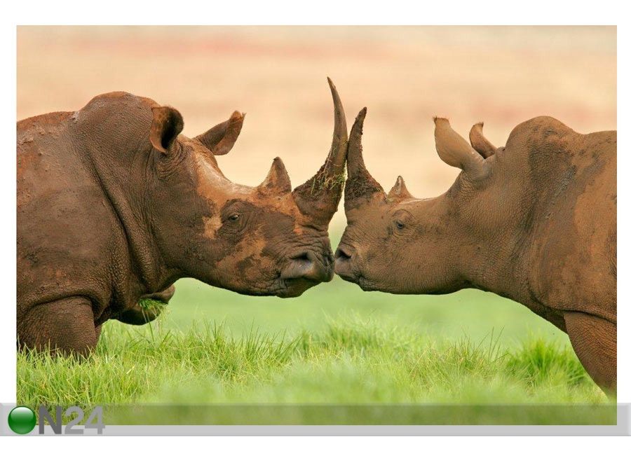 Taulu PORTRAIT OF TWO WHITE RHINOCEROS 165x110 cm kuvasuurennos