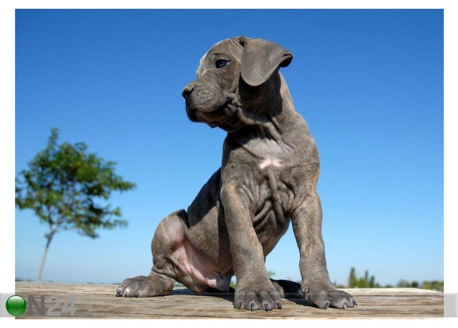 Taulu PUPPY CANE CORSO 55x40 cm kuvasuurennos