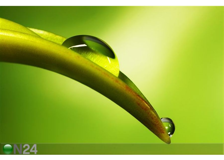 Taulu RAIN-DROPS ON THE FRESH SHOOT 75x50 cm kuvasuurennos
