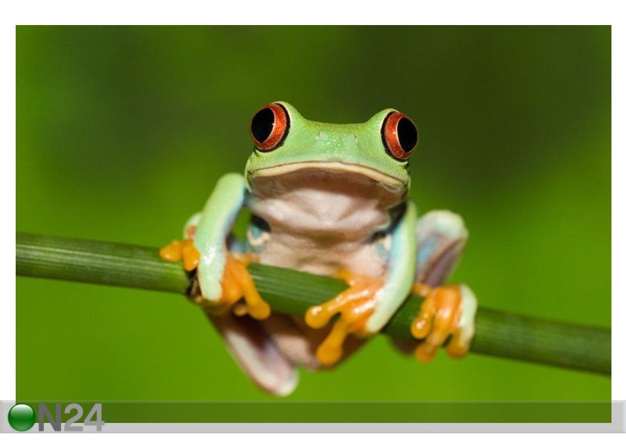 Taulu RED EYED TREE FROG ON BRANCH 165x110 cm kuvasuurennos