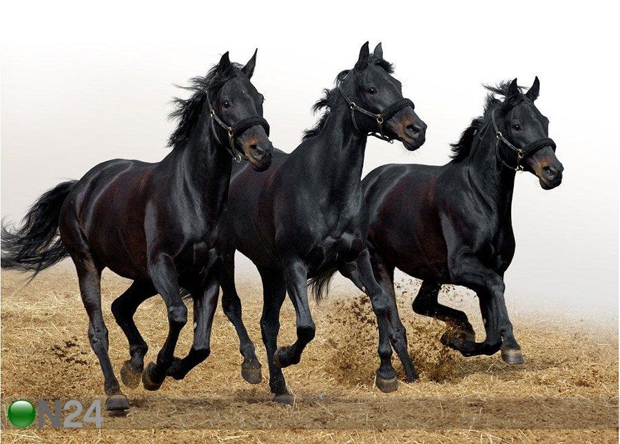 Taulu Three horses 69x50 cm kuvasuurennos