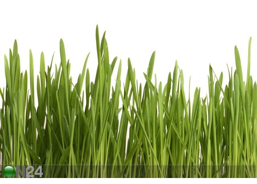 Taulu YOUNG JUICY GREEN GRASS 90x60 cm kuvasuurennos