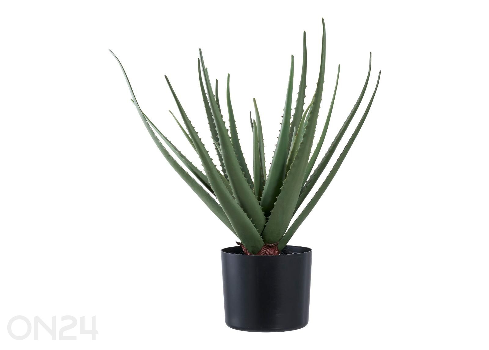 Tekokasvi Aloe Vera 1 kpl kuvasuurennos