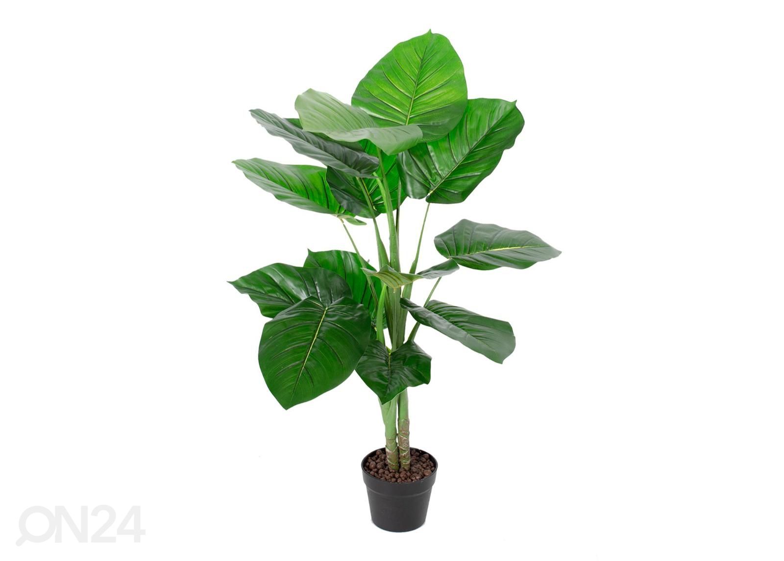 Tekopuu Pothos 90 cm kuvasuurennos