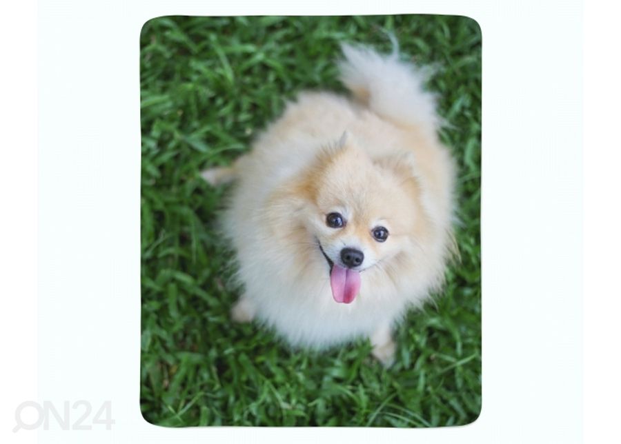 Torkkupeitto Happy Pomeranian Dog 150x200 cm kuvasuurennos