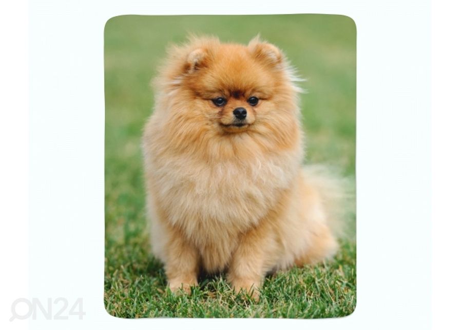 Torkkupeitto Pomeranian Dog 130x150 cm kuvasuurennos