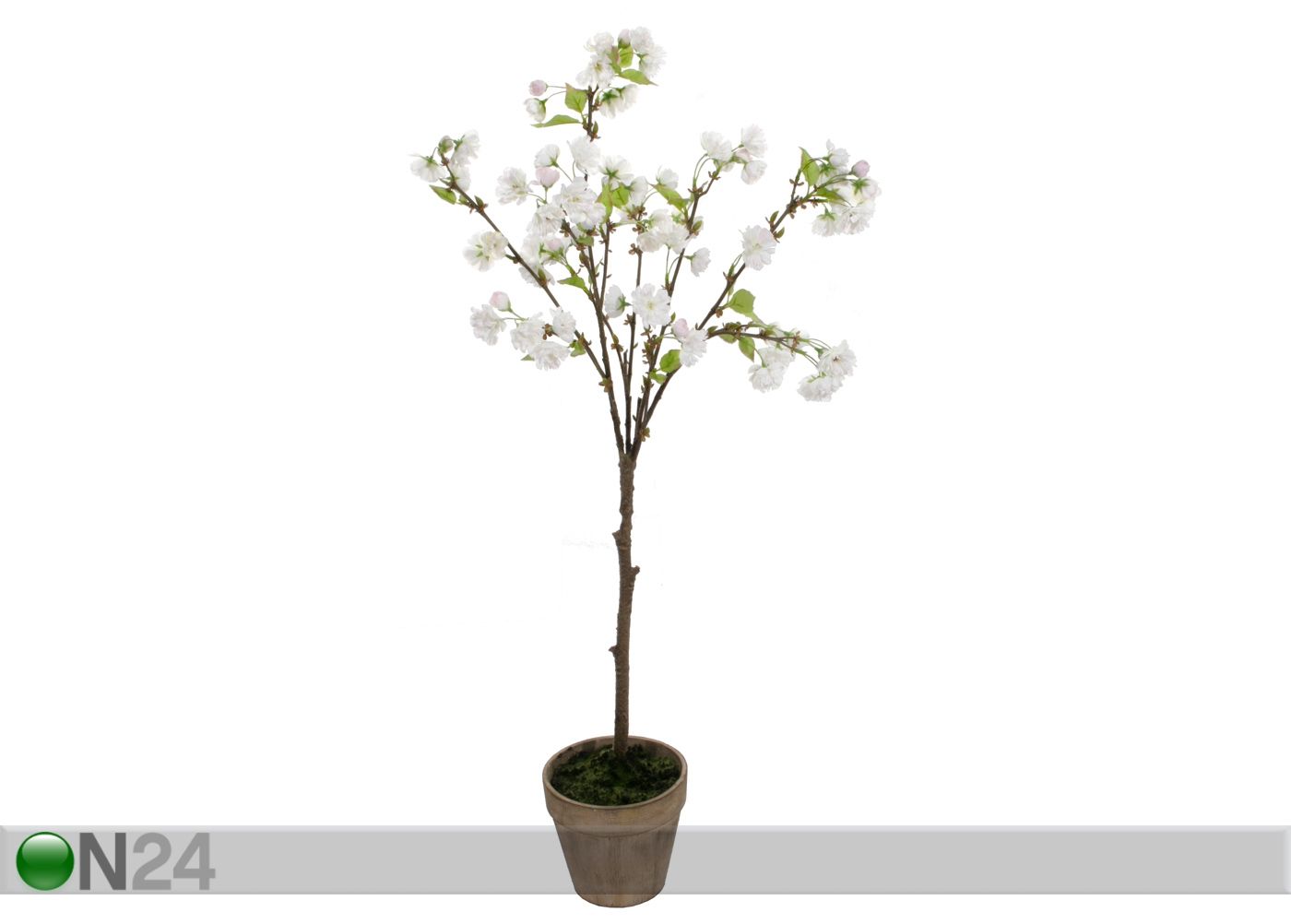 Valkoinen kirsikkapuu 100 cm kuvasuurennos