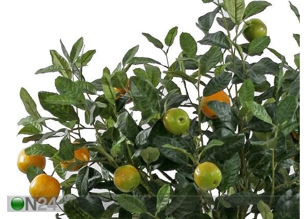 Appelsiinipuu 140 cm