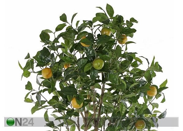 Appelsiinipuu 155 cm