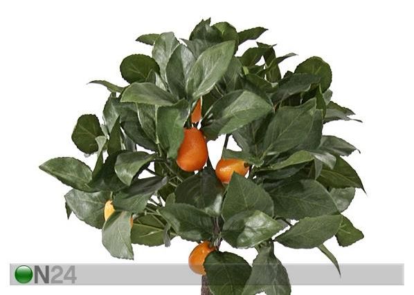 Aprikoosipuu 72 cm