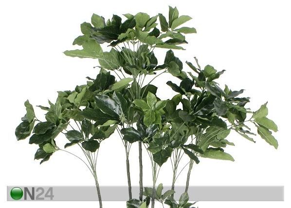 Aralia 180 cm