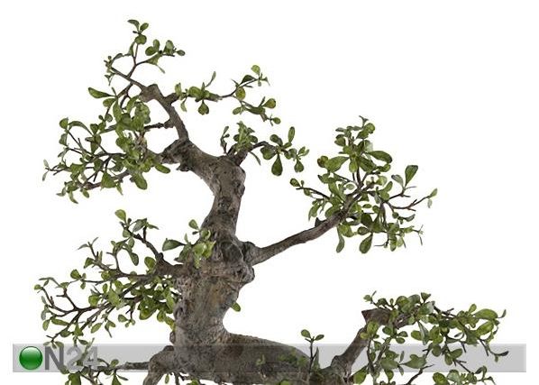 Bonsai 60 cm
