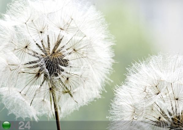 Fleece-kuvatapetti DANDELION 360x270 cm
