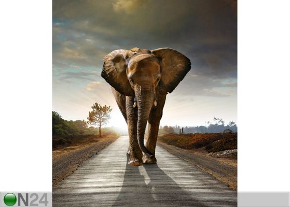 Fleece kuvatapetti ELEPHANT 180x202 cm