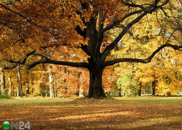 Fleece kuvatapetti OAK TREE 360x170 cm