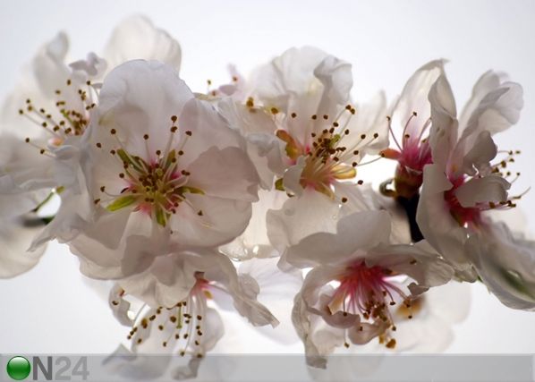 Fleece-kuvatapetti PINK FLOWERS 360x270 cm