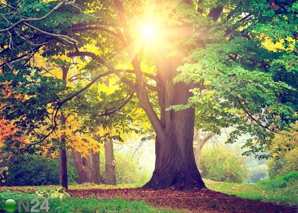 Fleece kuvatapetti TREE 360x270 cm