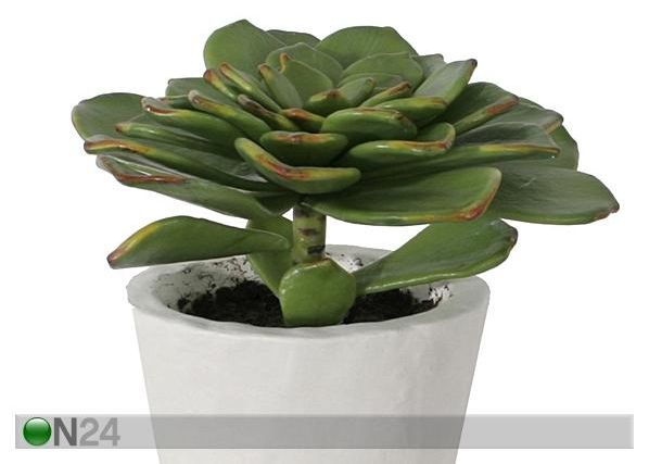 Koristekasvi 23 cm