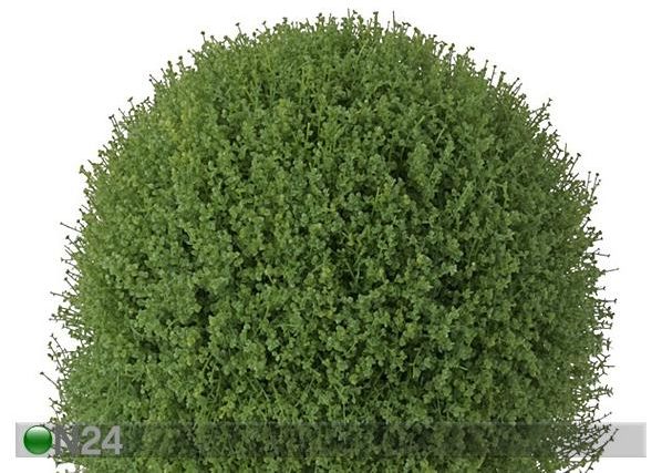 Koristekasvi 35 cm