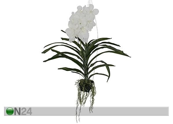 Koristekasvi ORKIDEA 70 cm