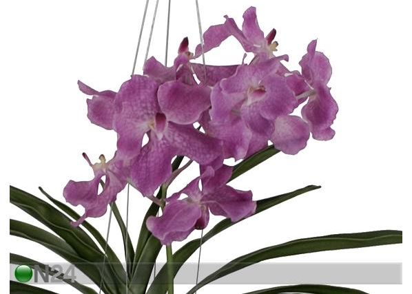 Koristekasvi ORKIDEA 70 cm