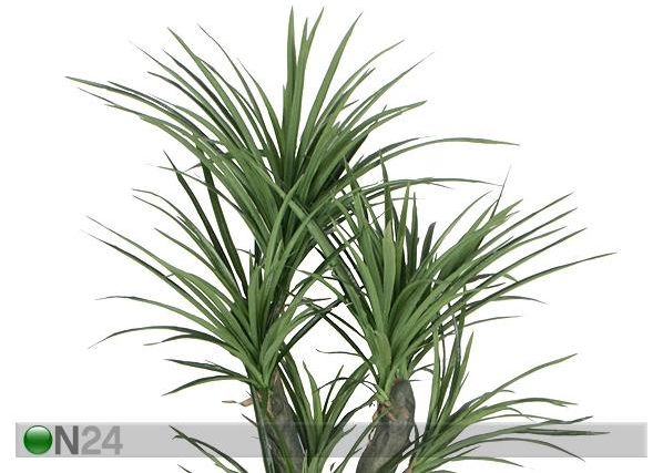 Lohikäärmepuu 150 cm