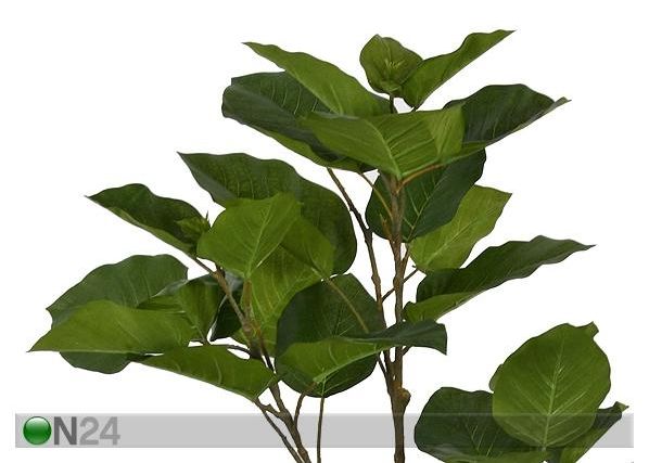 Makenia polysciam 135 cm