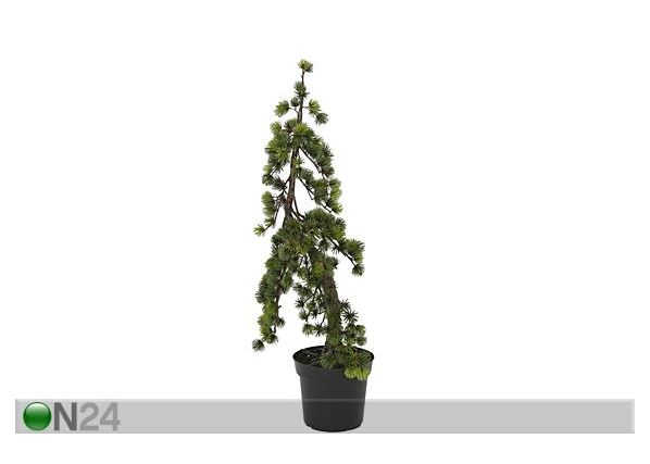 Mäkimänty 90 cm