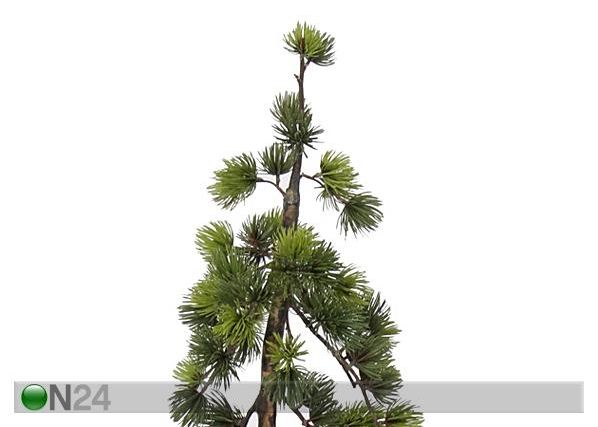 Mäkimänty 90 cm