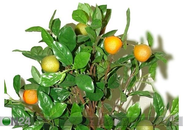 Mandariinipuu