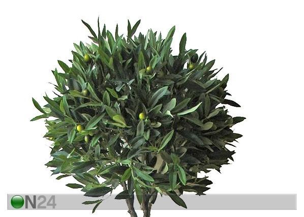 Oliivipuu 160 cm