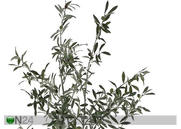 Oliivipuu 170 cm