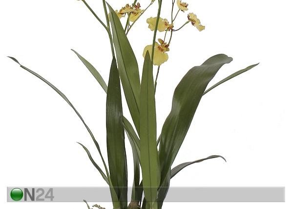 Orkidea, keltainen 115 cm