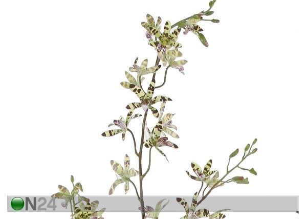 Orkidea, kirjava 110 cm