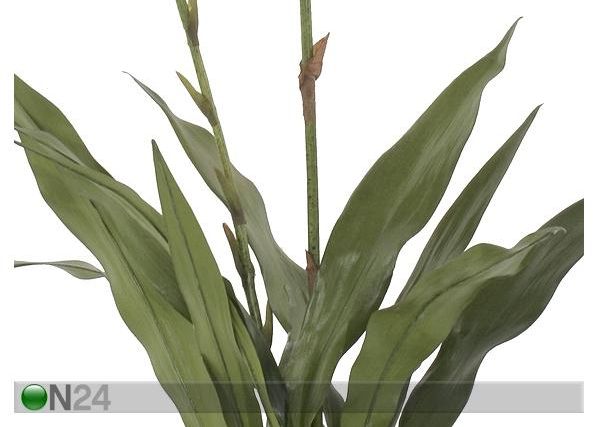 Orkidea, tummanpunainen 84 cm