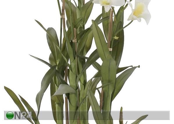 Orkidea, valkoinen 110 cm