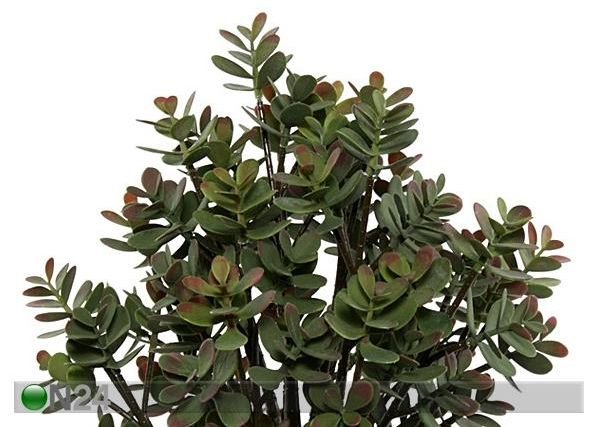 Rahapuu 52 cm