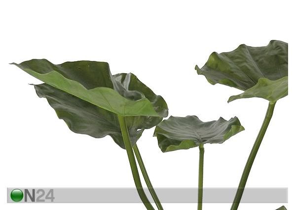 Vehkakasvi TARO 77 cm