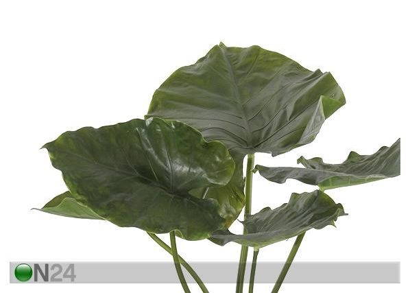 Vehkakasvi TARO 90 cm