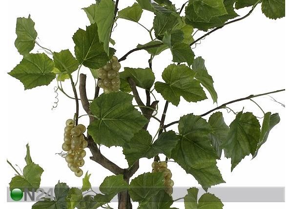 Viinimarjapuu 160 cm