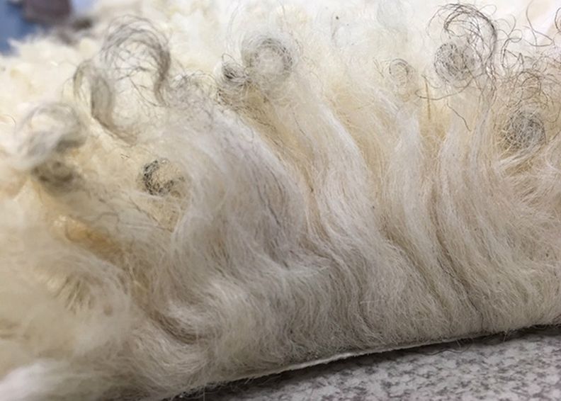 Aito lampaantalja 50x100 cm kuvasuurennos