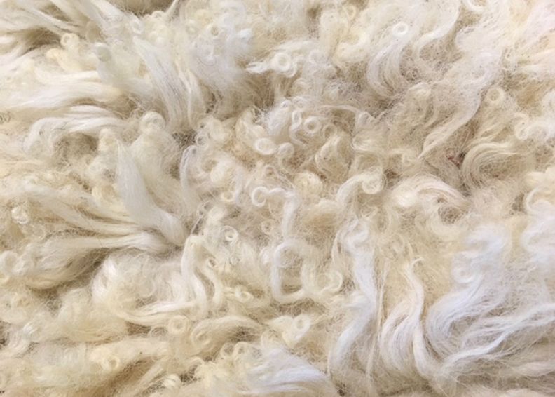 Aito lampaantalja 50x100 cm kuvasuurennos