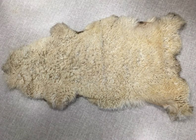 Aito lampaantalja 50x100 cm kuvasuurennos