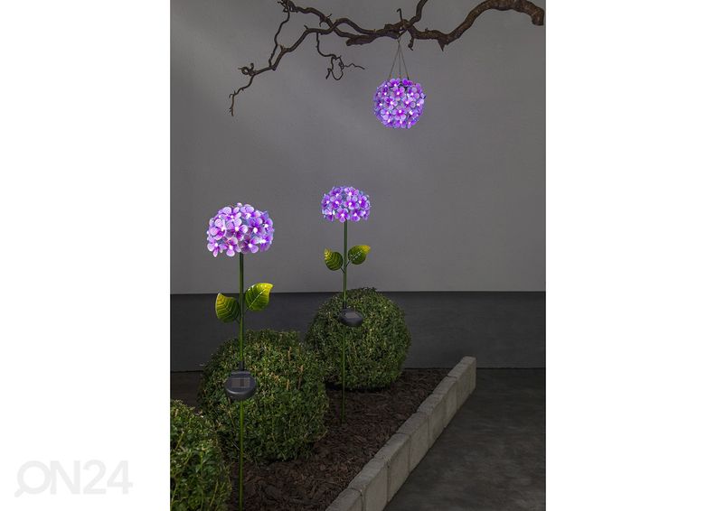 Aurinkokennovalaisin Hortensia kuvasuurennos