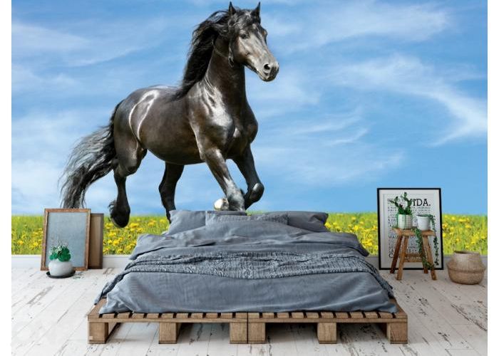 Fleece kuvatapetti Black Horse Runs Trot on the Meadow 416x290 cm kuvasuurennos