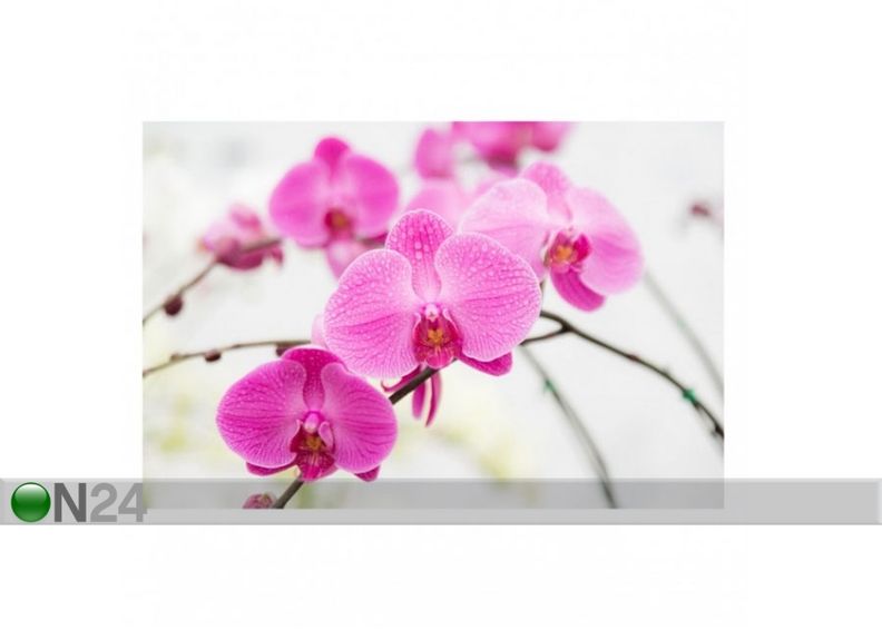 Fleece-kuvatapetti CLOSE UP ORCHID kuvasuurennos