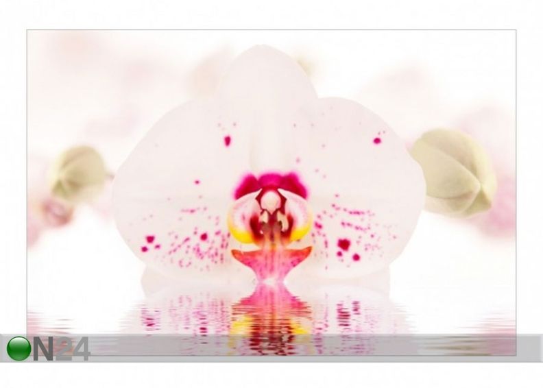 Fleece-kuvatapetti SPOTTED ORCHID ON WATER kuvasuurennos