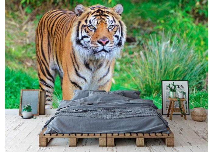 Fleece kuvatapetti Sumatran Tiger 400x260 cm kuvasuurennos